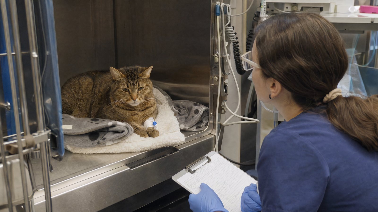 Nurse scoring a recovering tabby cat's pain from outside the open recovery kennel